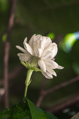 Obraz premium Esa flor blanca tiene muchos pétalos