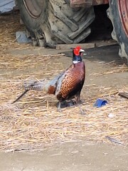 pheasant in tractor shed uk farming wildlife