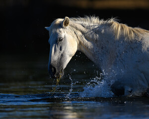 white horse in the water in the Salt River of the Tonto National Forest of Arizona. Salt River Wild Horses. 
