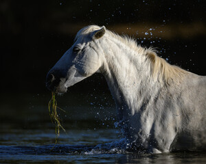 white horse in the water in the Salt River of the Tonto National Forest of Arizona. Salt River Wild Horses. 