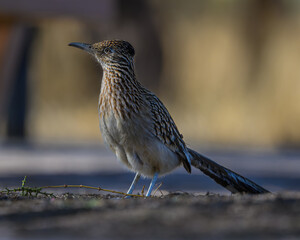 A female roadrunner in the Sonoran Desert of Arizona. 