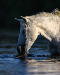 white horse in the water in the Salt River of the Tonto National Forest of Arizona. Salt River Wild Horses. 