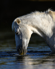 white horse in the water in the Salt River of the Tonto National Forest of Arizona. Salt River Wild Horses. 
