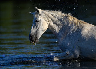 white horse in the water in the Salt River of the Tonto National Forest of Arizona. Salt River Wild Horses. 