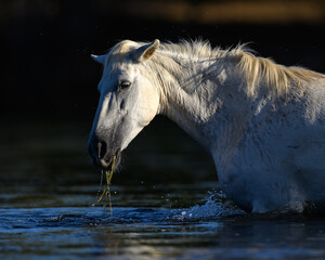 white horse in the water in the Salt River of the Tonto National Forest of Arizona. Salt River Wild Horses. 