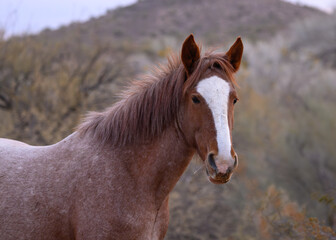 A portrait of a brown horse in the Tonto National Forest of Arizona. A Salt River Wild Horse. 