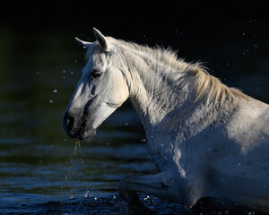 white horse in the water in the Salt River of the Tonto National Forest of Arizona. Salt River Wild Horses. 