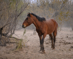 A portrait of a brown horse in the Tonto National Forest of Arizona. A Salt River Wild Horse. 