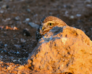 A portrait of a Burrowing Owl in the Sonoran Desert of Arizona. A brown bird with yellow eyes. 
