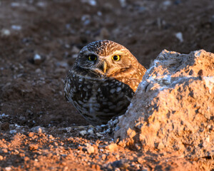 A portrait of a Burrowing Owl in the Sonoran Desert of Arizona. A brown bird with yellow eyes. 