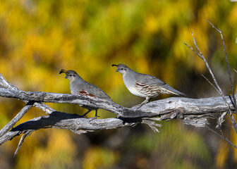 A Pair of Gambel's Quail in the Sonoran Desert of Arizona.