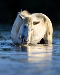 white horse in the water in the Salt River of the Tonto National Forest of Arizona. Salt River Wild Horses. 