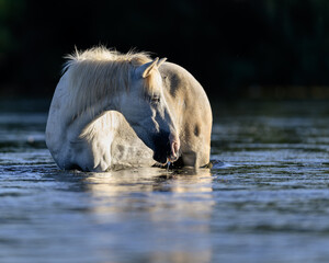 white horse in the water in the Salt River of the Tonto National Forest of Arizona. Salt River Wild Horses. 