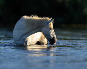 white horse in the water in the Salt River of the Tonto National Forest of Arizona. Salt River Wild Horses. 