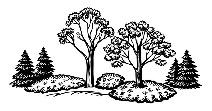 Vintage Forest Trees and Bushes Illustration in Black and White Engraving Style.