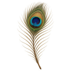 Obraz premium Single vibrant peacock feather showcasing its iridescent blue green gold eye pattern on a transparent background