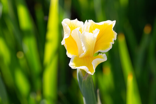 Yellow Iris, Iris Pseudacorus, Yellow Flag, Water Flag, Daggers, Flagon, 