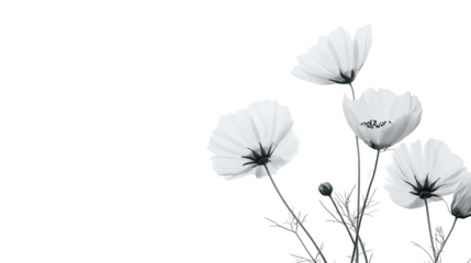 white and black flower isolated on transparent background 