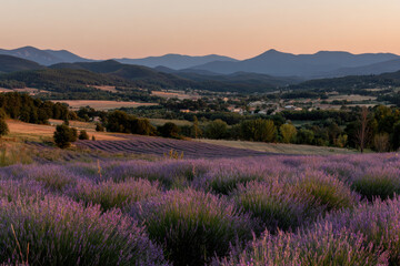 Obraz premium breathtaking sunset over endless lavender fields in france showcasing vibrant purple hues