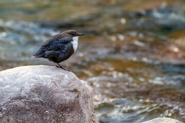 A white throated dipper resting on the top of a river stone. Water birds. Copy space. Cinclus cinclus.