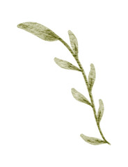 Minimalist Leaf Stem, Watercolor Botanical Element for Nature Design Projects