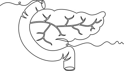 one line art Pancreas vector illustration. line art, one continuous line, simple, hand drawn and sketch style. for icons, symbols, signs or logos. PNG