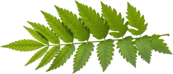 Vibrant green fern frond with serrated edges detailed veins isolated on black transparent background