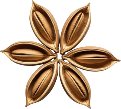 Star anise spice pods with visible seeds arranged in a symmetrical circular pattern transparent background