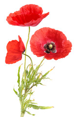 Obraz premium Bright red poppy flowers on white background. Meadow plant