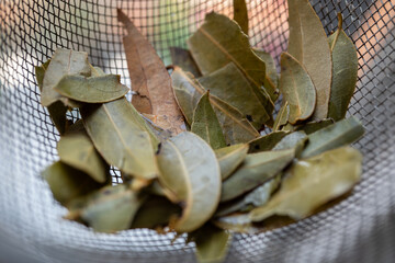 detalle de hojas de laurel seco 