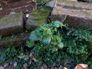 Sirih Tumpang air, tumpang angin atau suruhan  ( Peperomia pellucida ) is a small , shallow - rooted annual herb commonly found growing wild along waterways, embankments