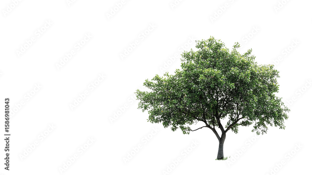 Poster tree isolated on transparent background