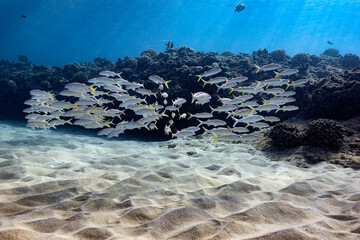 A school of goat fish congregate at the seafloor along the edge of the coral reef in the clear...