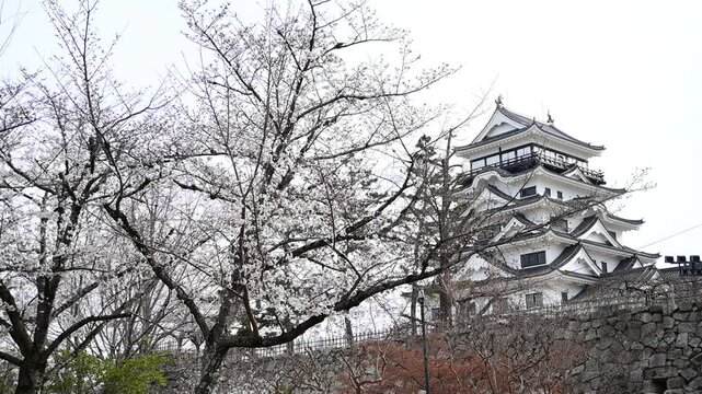 桜咲く春の福山城 （広島県福山市, 2025年4月）