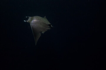 A lone mobula ray swims at night hunting for plankton and small fish