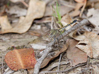 Female Blue Skimmer Dragonfly (Orthetrum caledonicum) perched on a twig on the ground