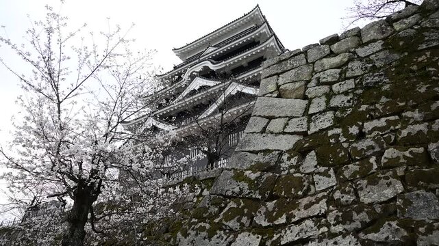 桜咲く春の福山城 （広島県福山市, 2025年4月）