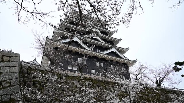 桜咲く春の福山城 （広島県福山市, 2025年4月）