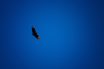 eagle in the sky