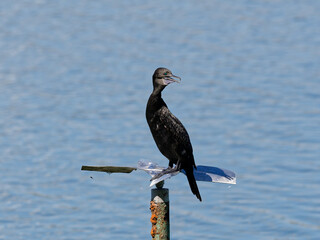 Little Black Cormorant (Phalacrocorax sulcirostris) on perched on a steel post and perch with water...