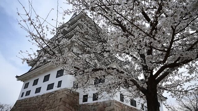 桜咲く春の福山城 （広島県福山市, 2025年4月）