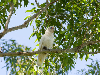 Little Corella (Cacatua sanguinea) perched in a gum tree with blue sky background behind green leaves.