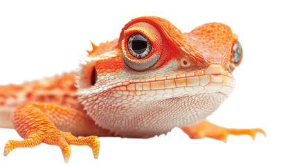 frog isolated on transparent background 