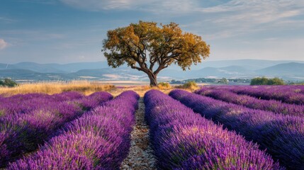 Lavender Fields in Provence, France: Serene Landscape with Oak Tree