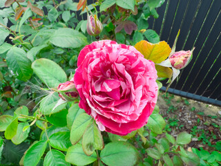 A beautiful variegated rose with pink and white striped petals blooming on a bush in a summer garden