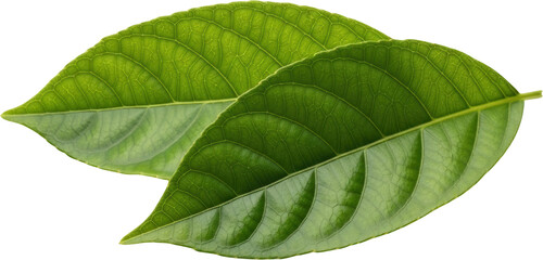 Obraz premium Two Green Leaves With Intricate Veining Against A Transparent Background Plant Transparent Background