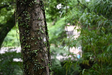 山の緑あふれる大自然の風景