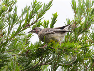 Red Wattlebird (Anthochaera carunculata) perched in a green leaved callistemon.