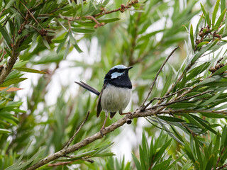 Male Superb Fairywren (Malurus cyaneus) perched on a callistemon tree branch with green leaves.