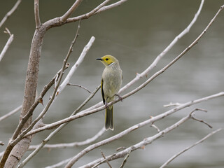 Fototapeta premium White-Plumed Honeyeater (Ptilotula penicillata, formerly Lichenostomus penicillatus) perched on a branch with out of focus lagoon water in background.